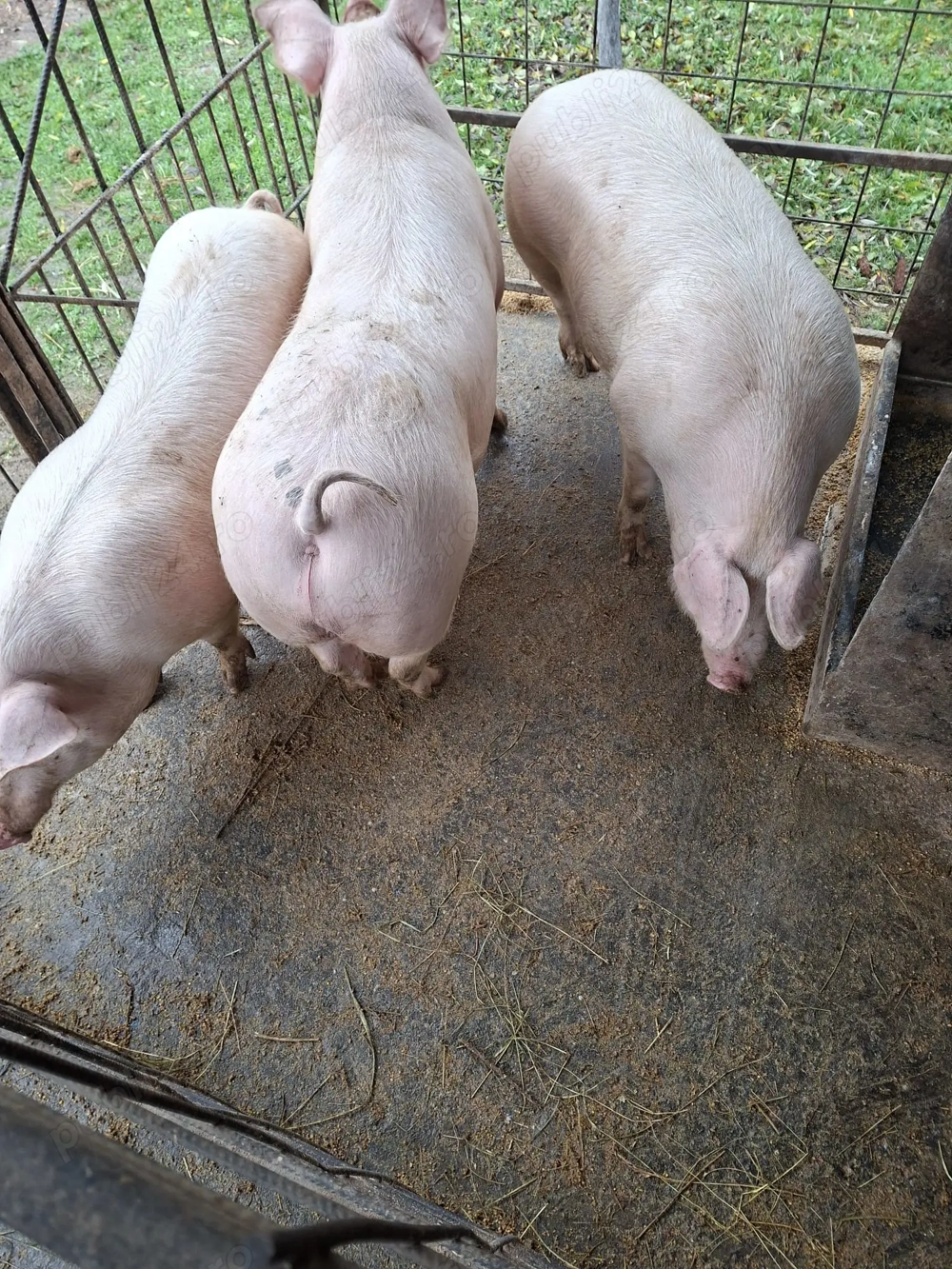 Porci de vânzare 