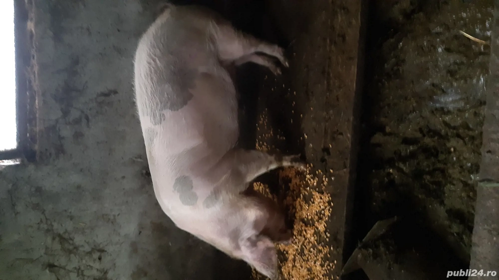 Vand porci grasi pt Craciun 2 bucatii  albii