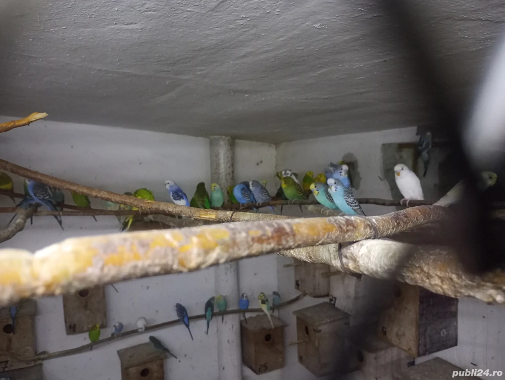 Peruși de vanzare , tjneri si maturi!