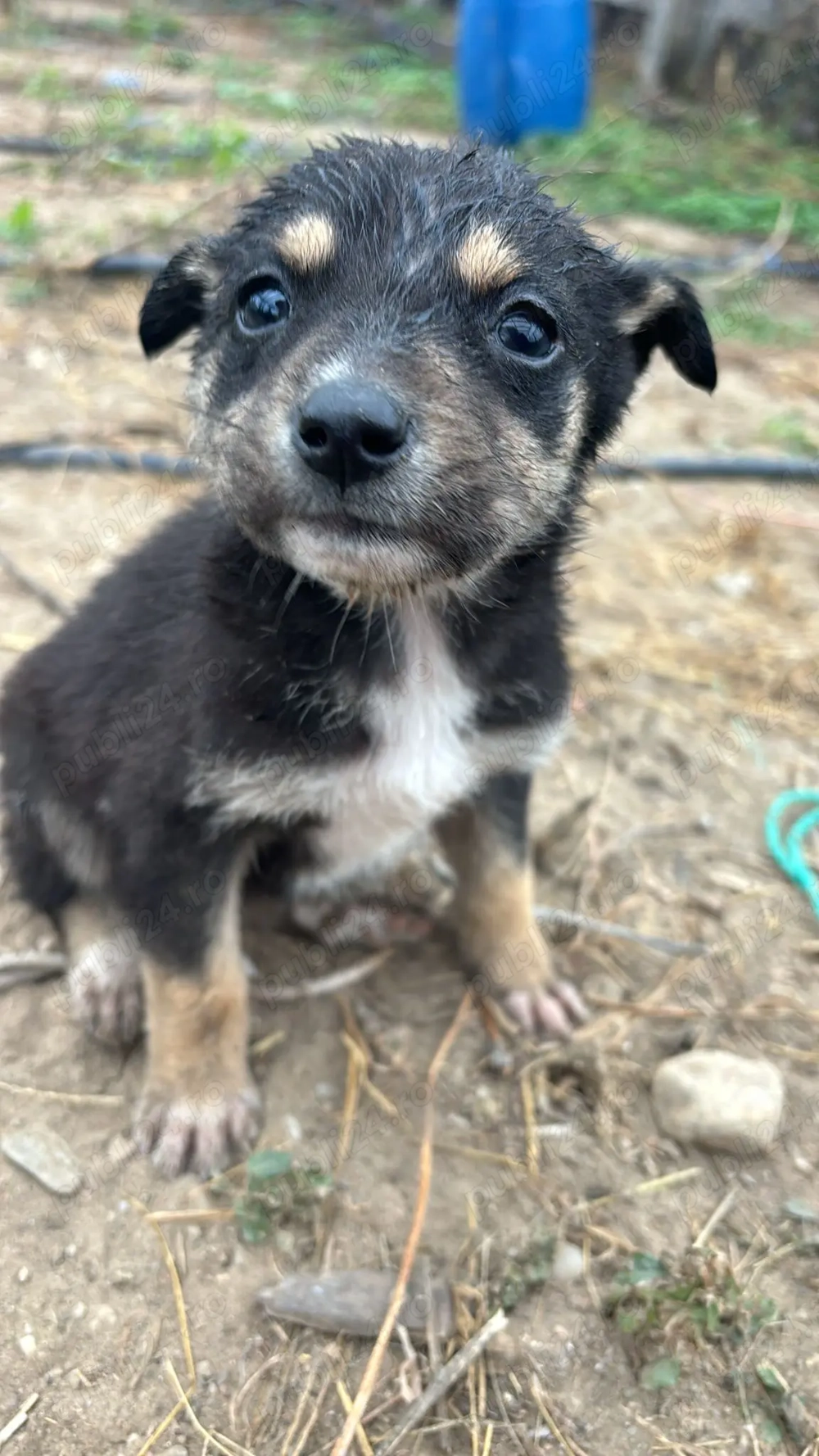 Puiuți de caine metis spre adoptie