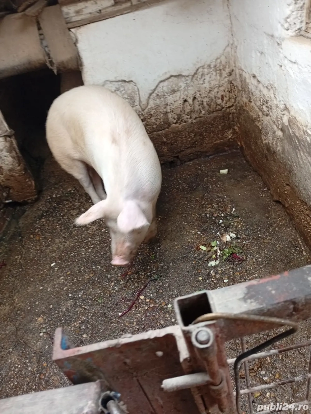 Vând porc 150-160kg