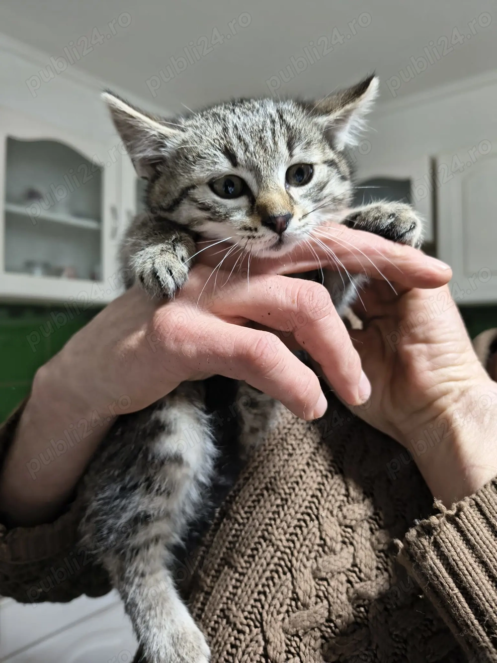 Donez motănel în vârstă de două luni