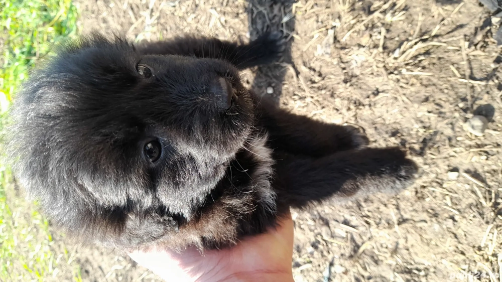 Dau două cățelușe 