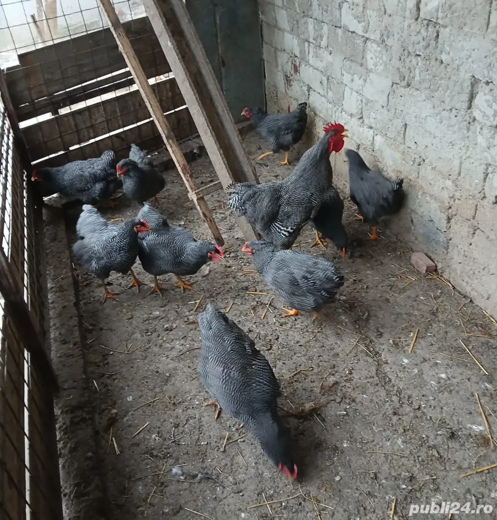 Gaini Plymouth Barred