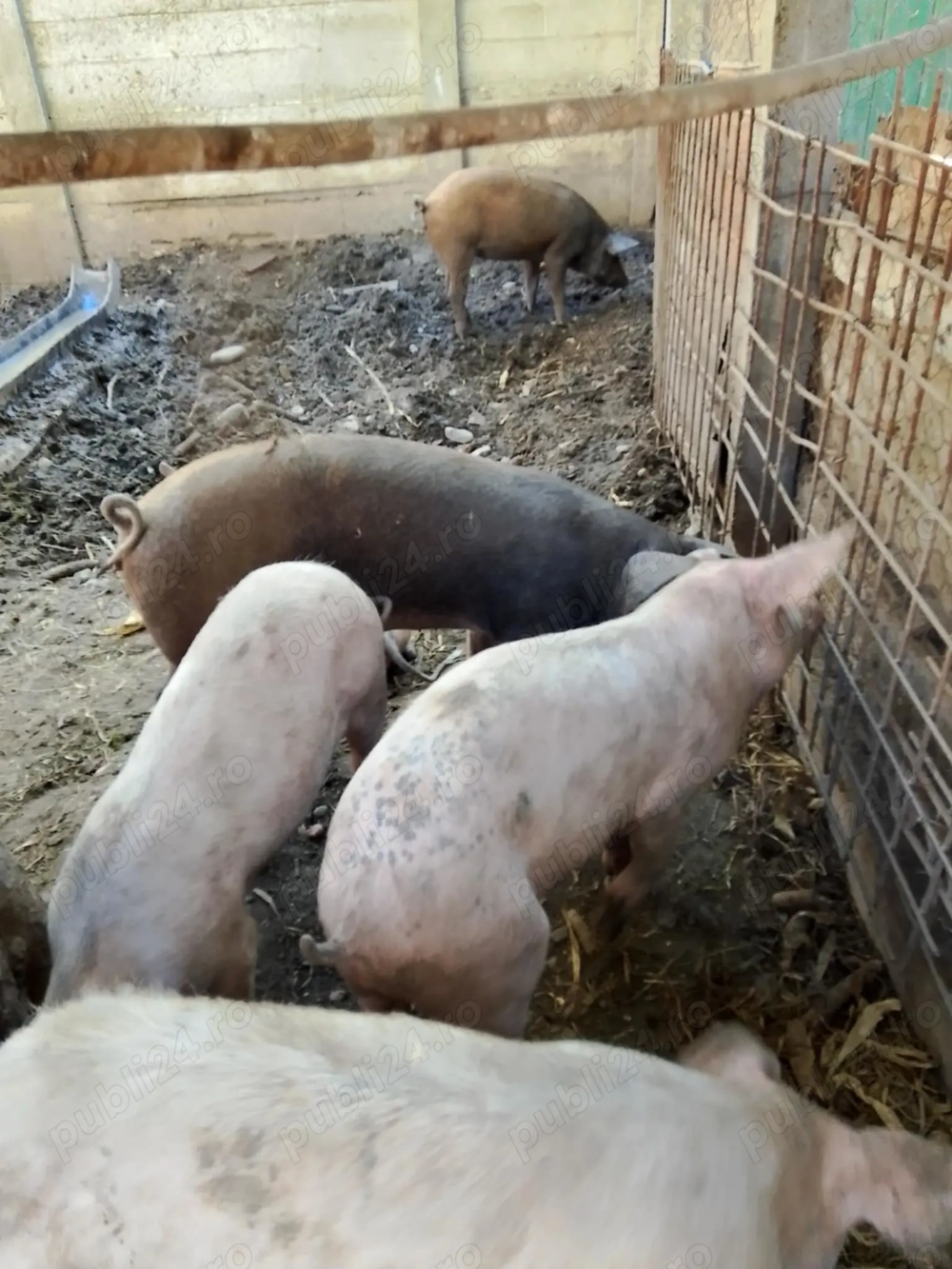 De vânzare purcei 9 bucăți 70 80 kg 20 de bucăți de 8 saptamani si 2 scroafe 