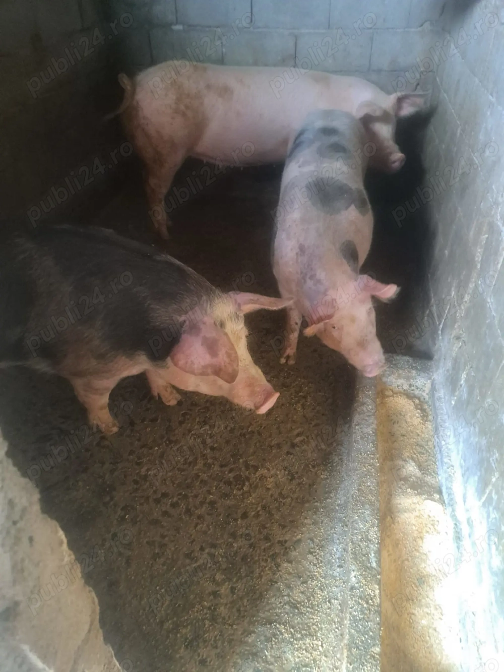 Vând porci diferite greutăți 