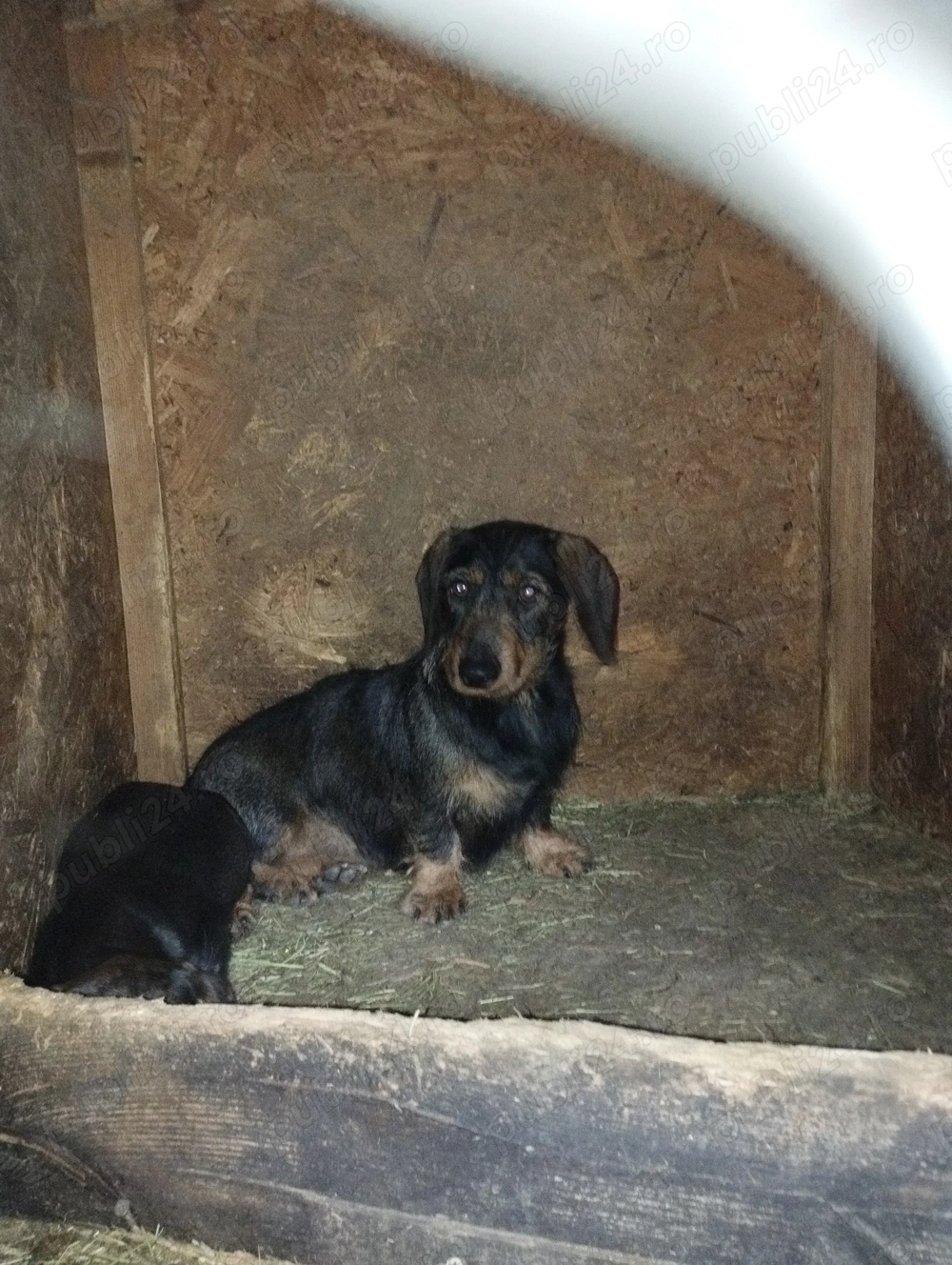 Cățel Teckel sarmos