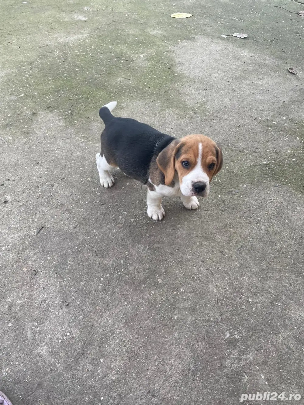 Catelusi Beagle