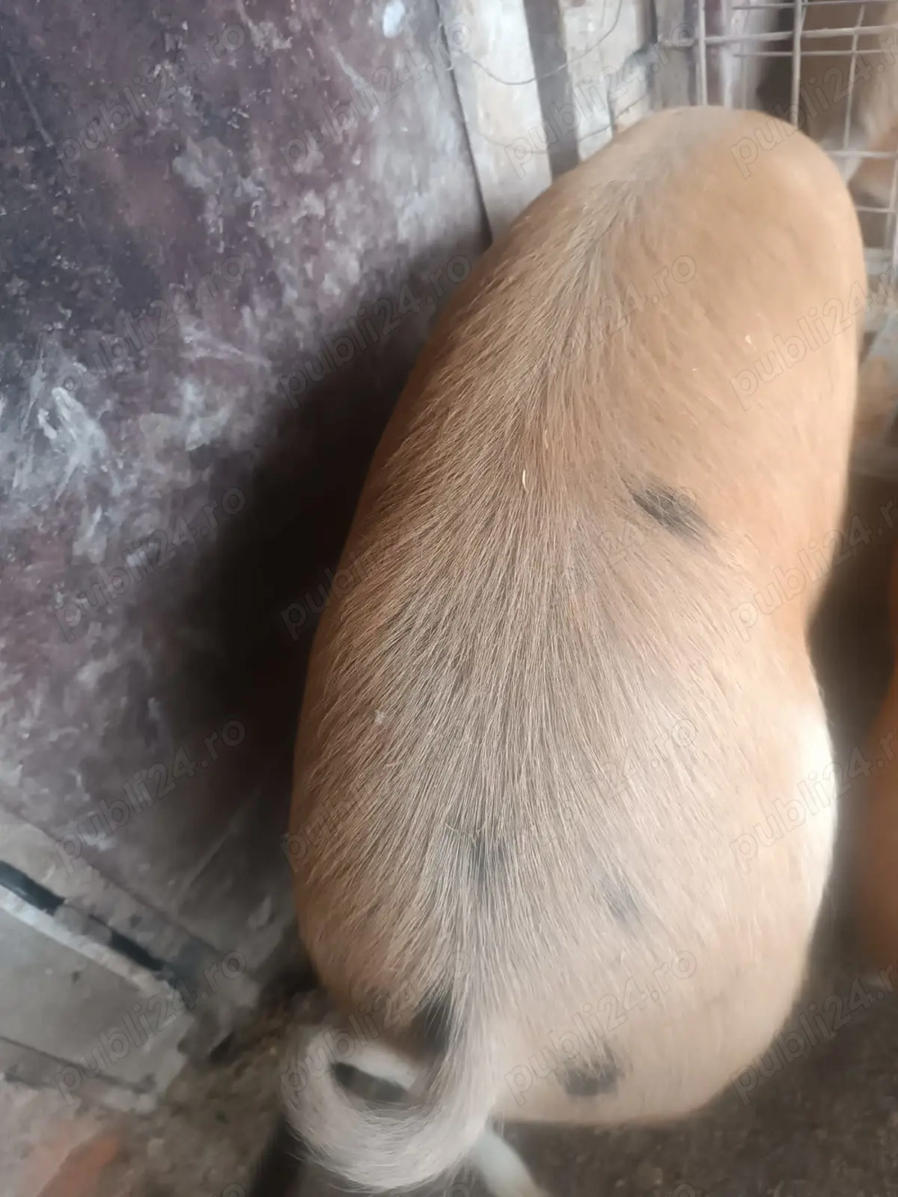 Porci de vanzare 50-80 kg