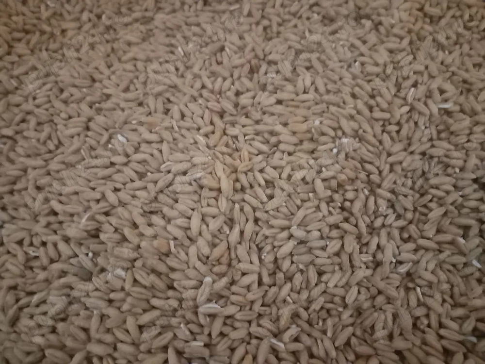 Vand grau furajer(triticale)