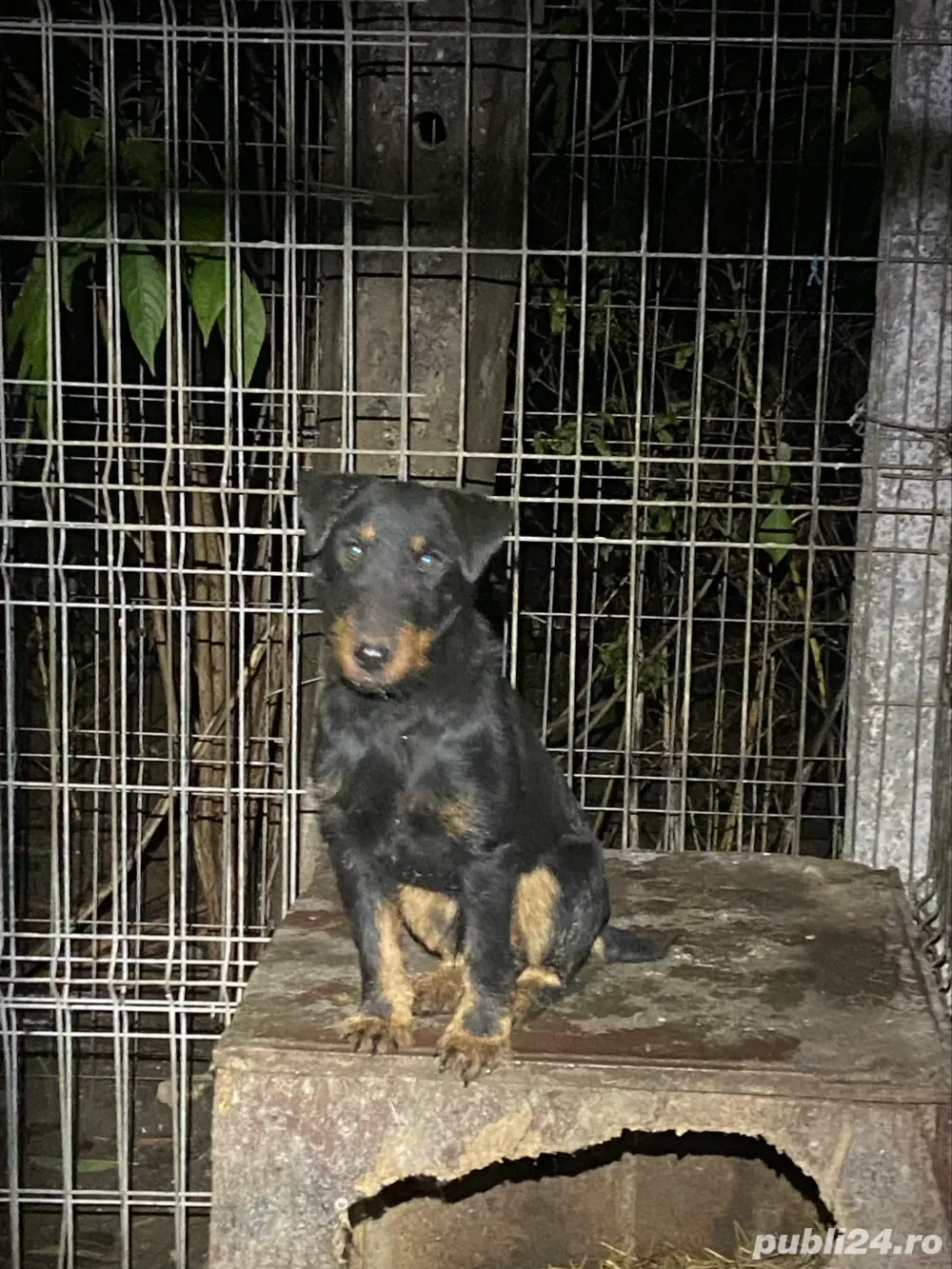 Mascul Jagd terrier jagdterrier 