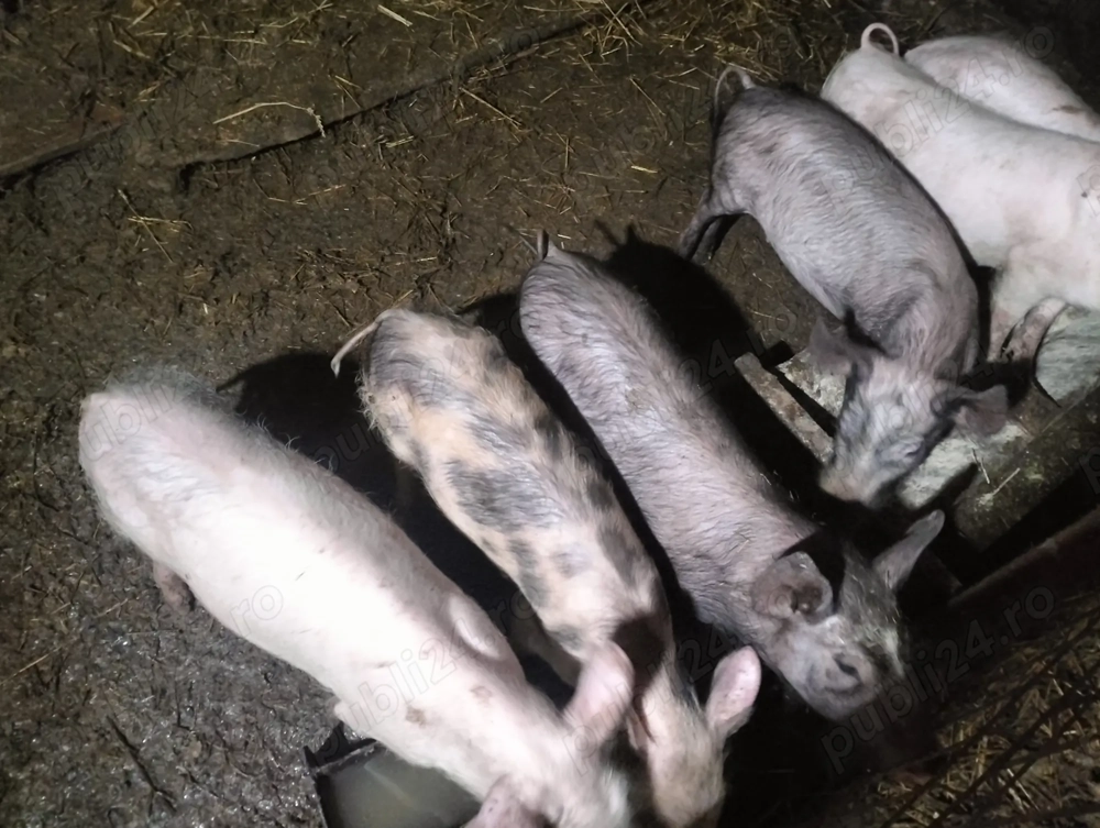 Vând purcei de 3 luni ținut sau proțap 