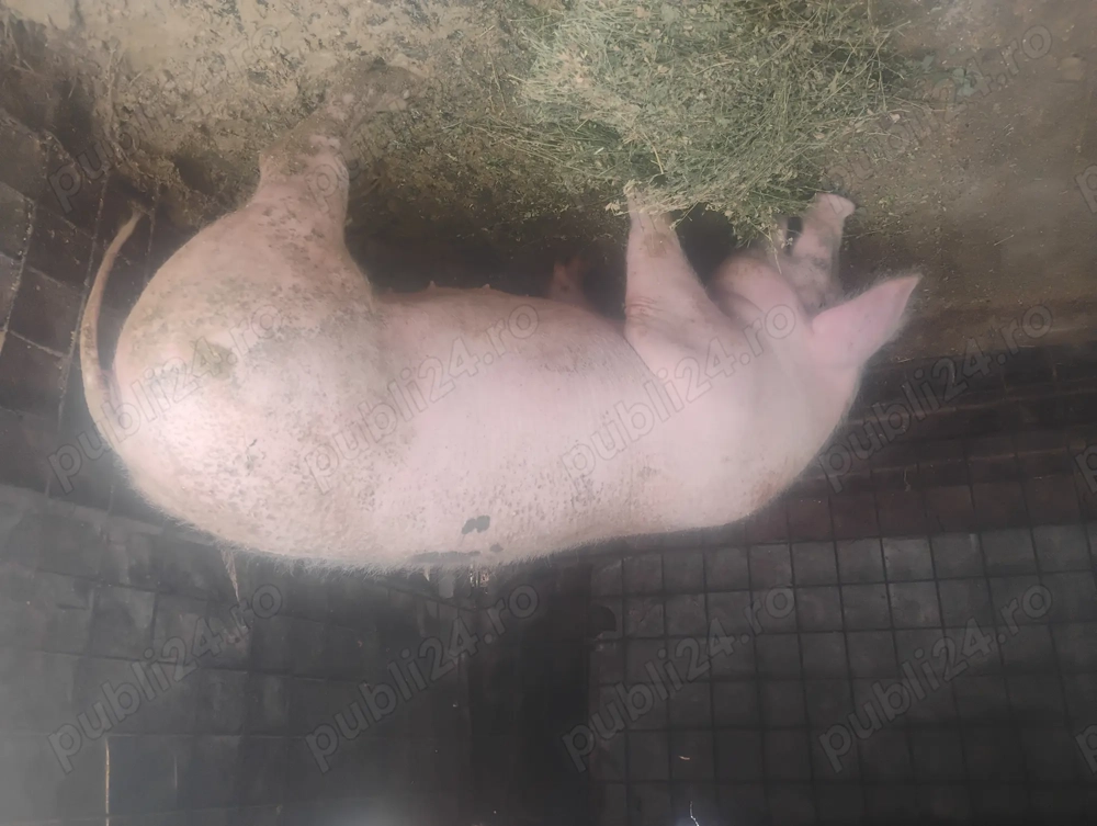 Porci de vanzare