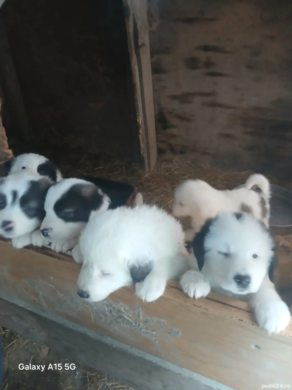 ciobanesc de bucovina 
