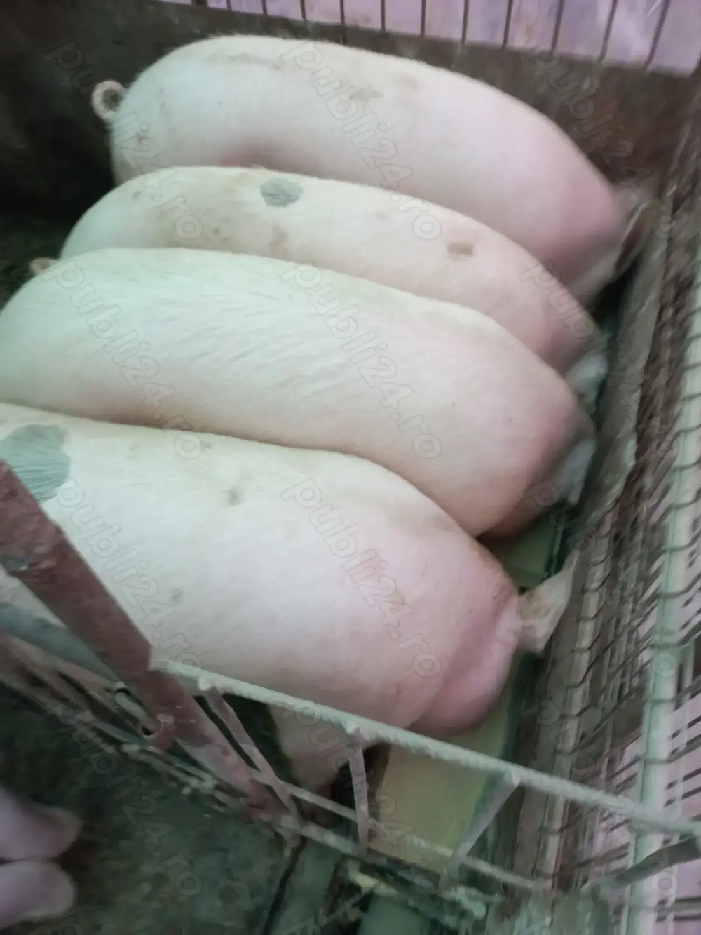 Vand porci 170 -210 kg la12 lei porcii sant la Bagau am transport !