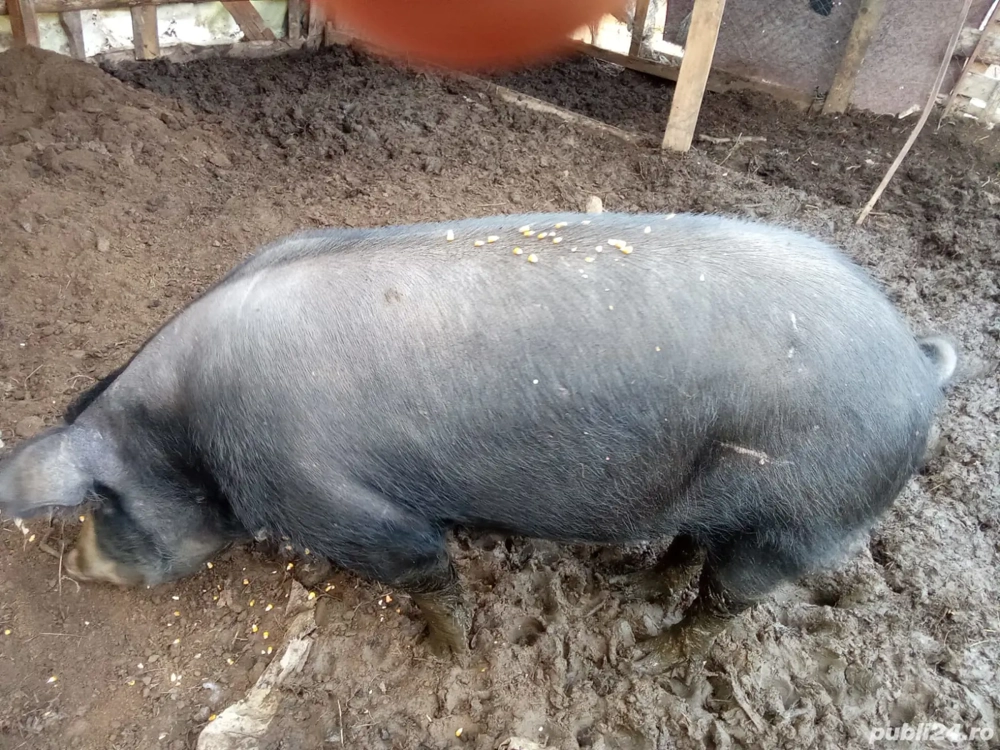 vand porc pt sacrificat