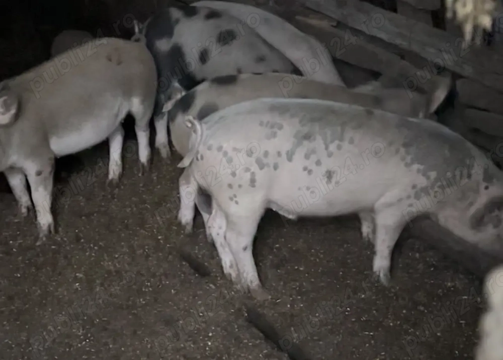 Vând grăsuni și porci 