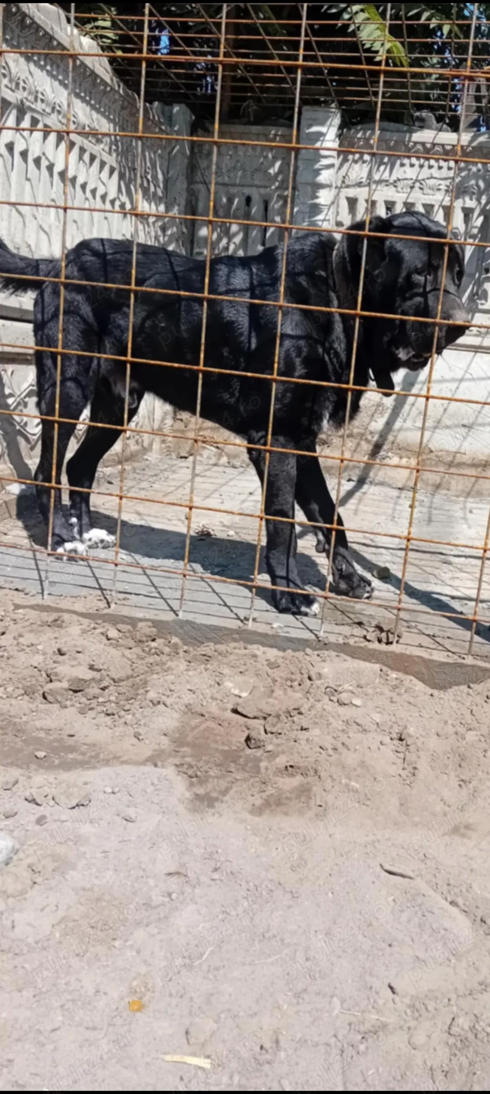 Mascul Asia Centrală 