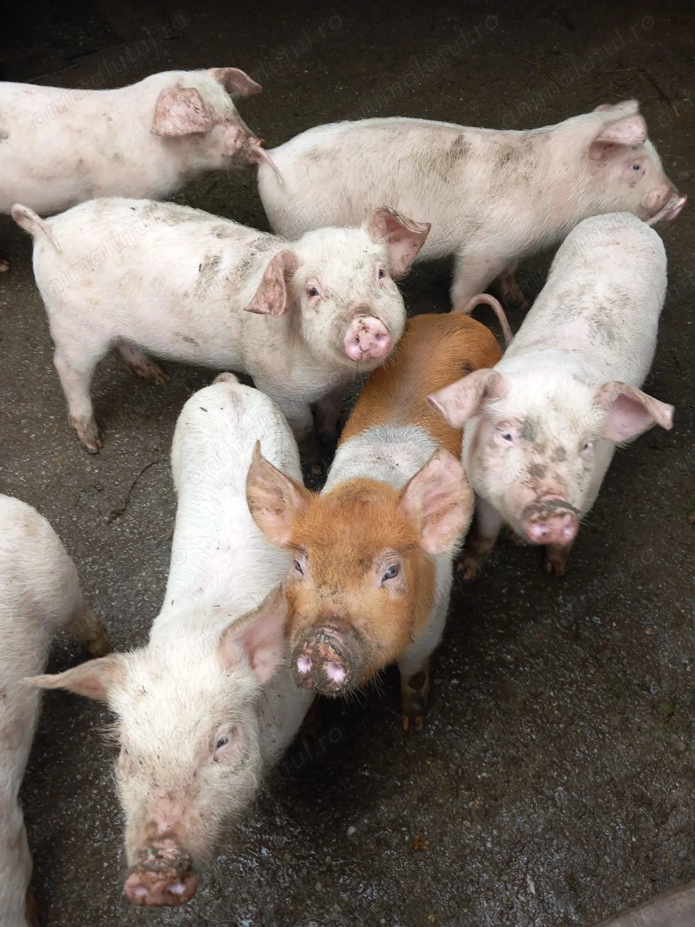 Vând purcei rasa Marele Alb   3 luni