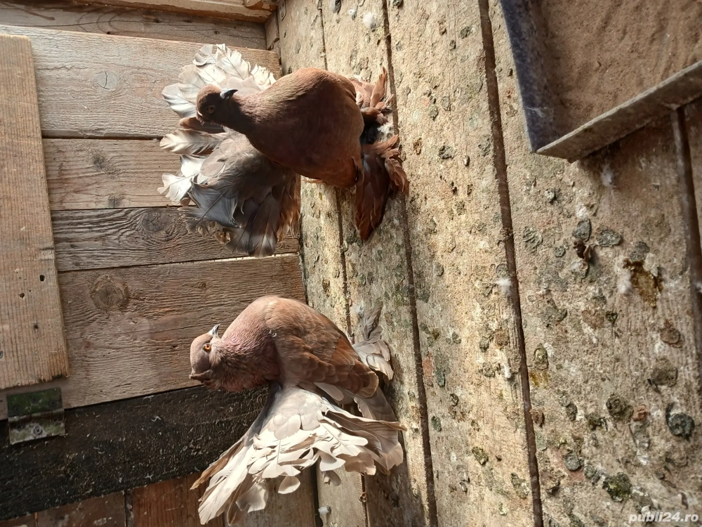 porumbei votați indieni