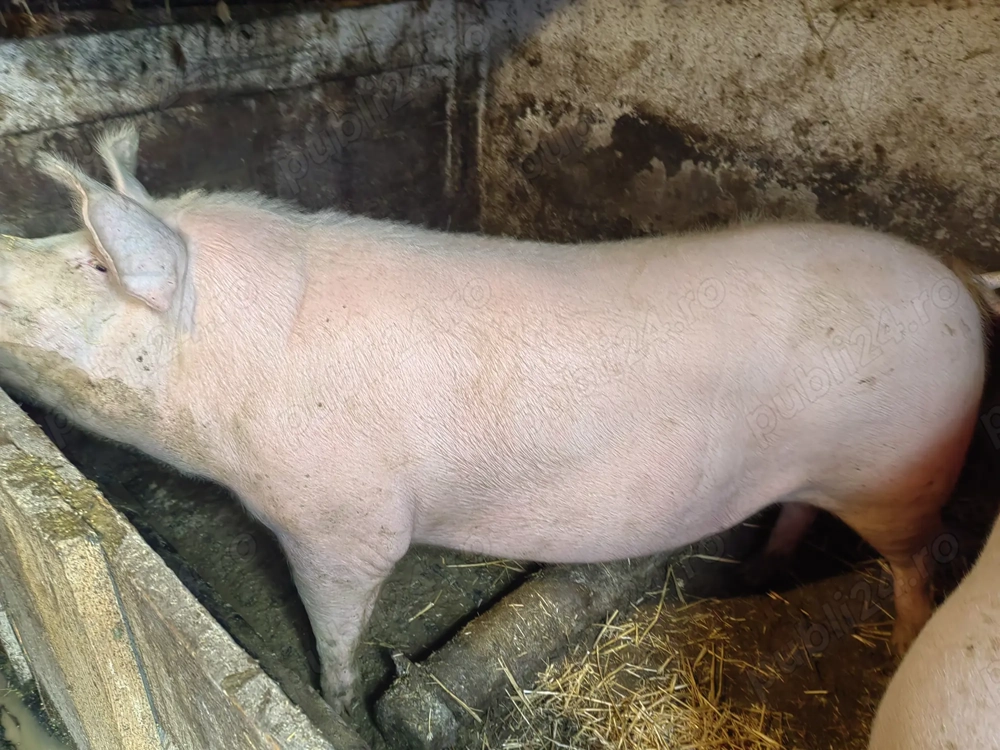 Vand porc pentru craciun crescut bio 