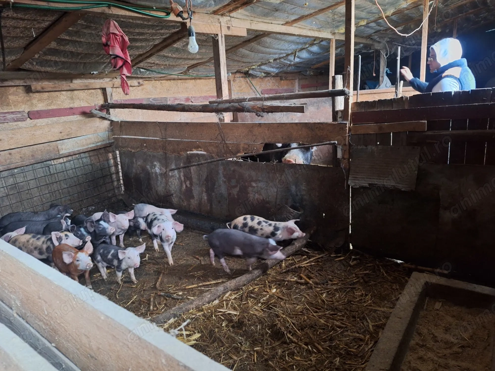 Porci de vanzare de la mic la mare
