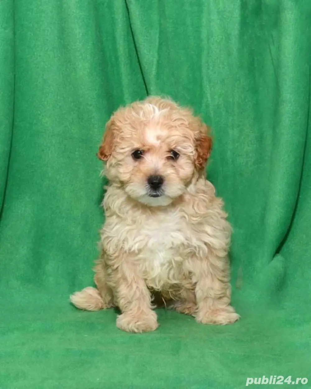 Fetiță pudel toy