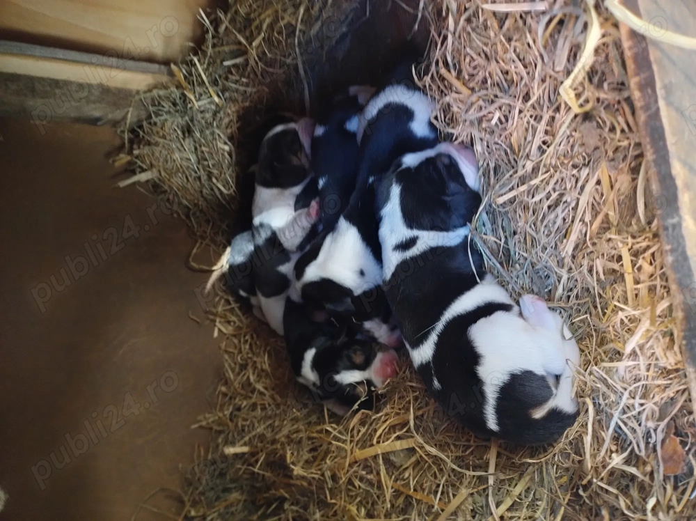 Căței beagle cu carnet de sănătate 