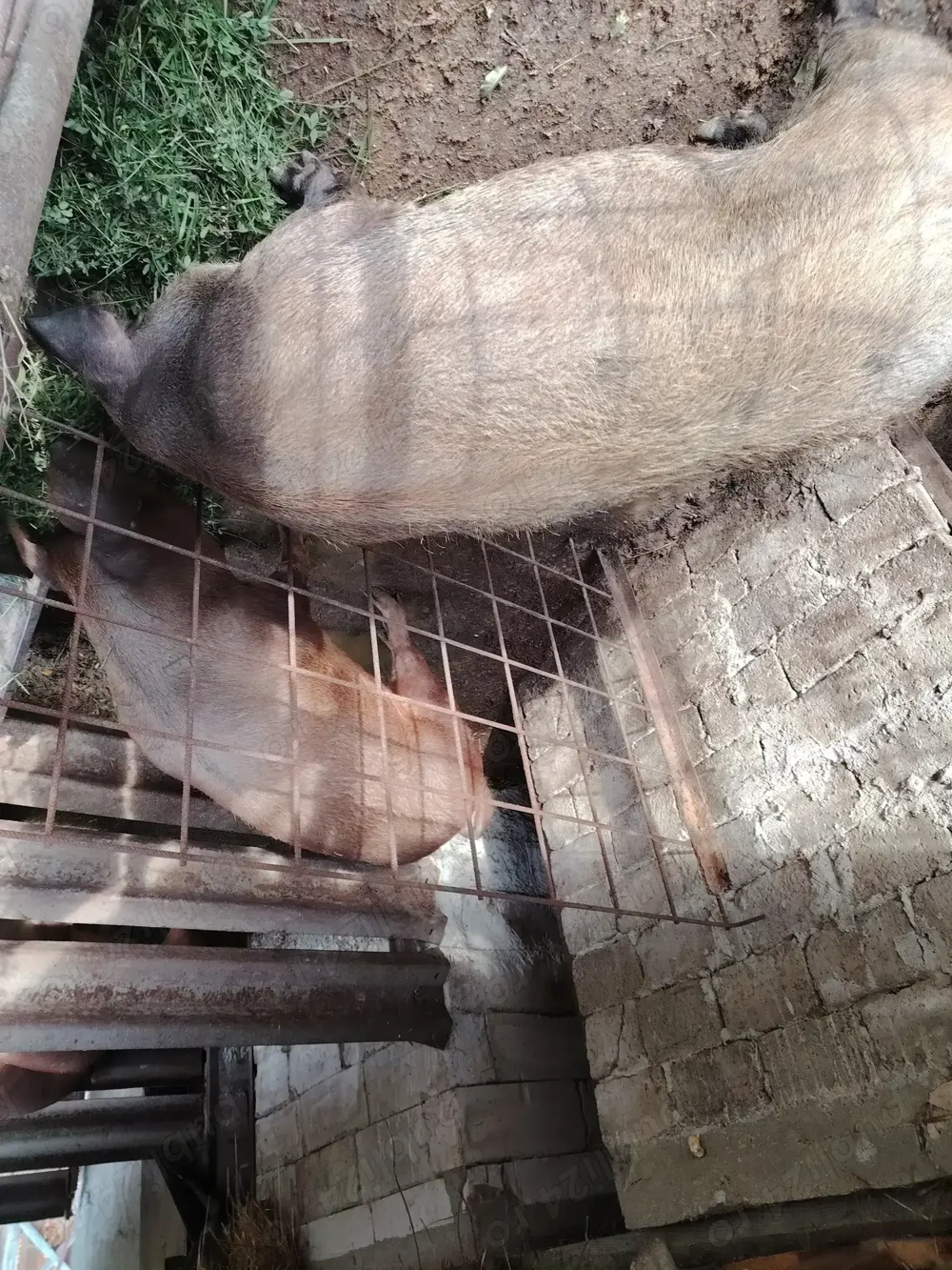 Vând porci, rasa pura, crescut fara concentrat 