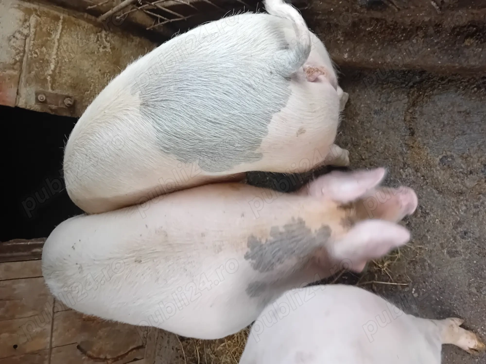 Disponibili în Blaj! 