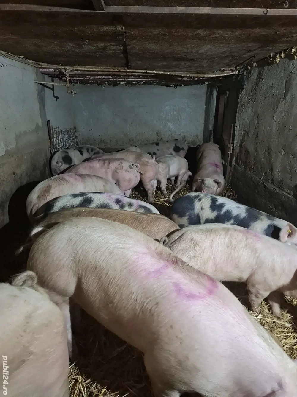 Porci de carne de vanzare