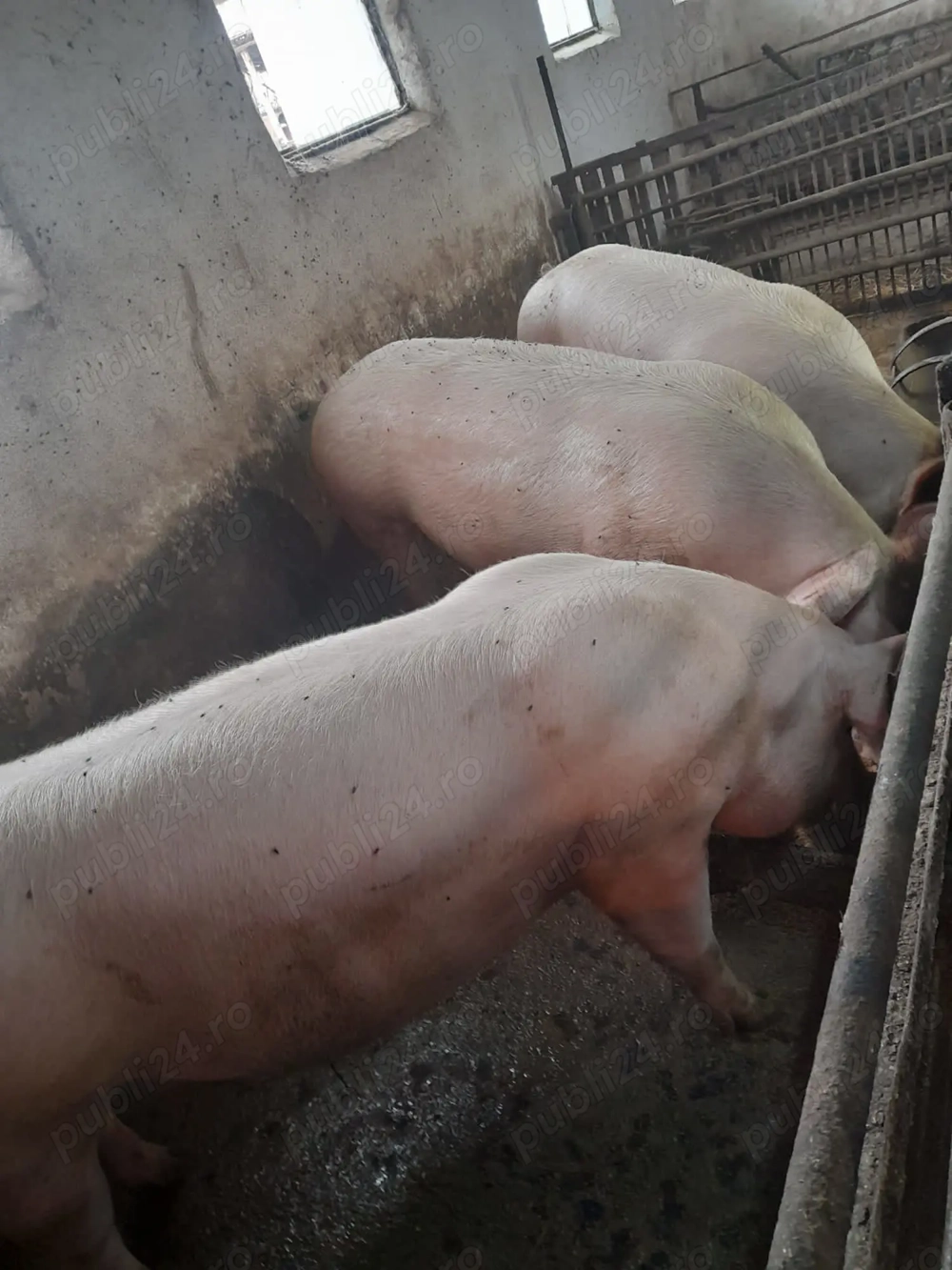 Porci de vanzare 180-200 KG