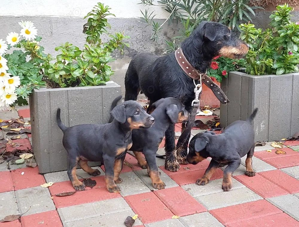 Pui Jagdterrier 8 saptamani