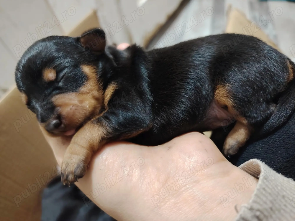 Căței pinscher Pitic 