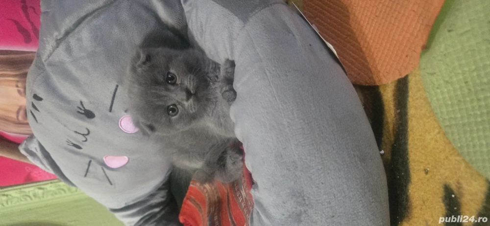 pisici deparazitari învățați la litiera aici se află și părinții