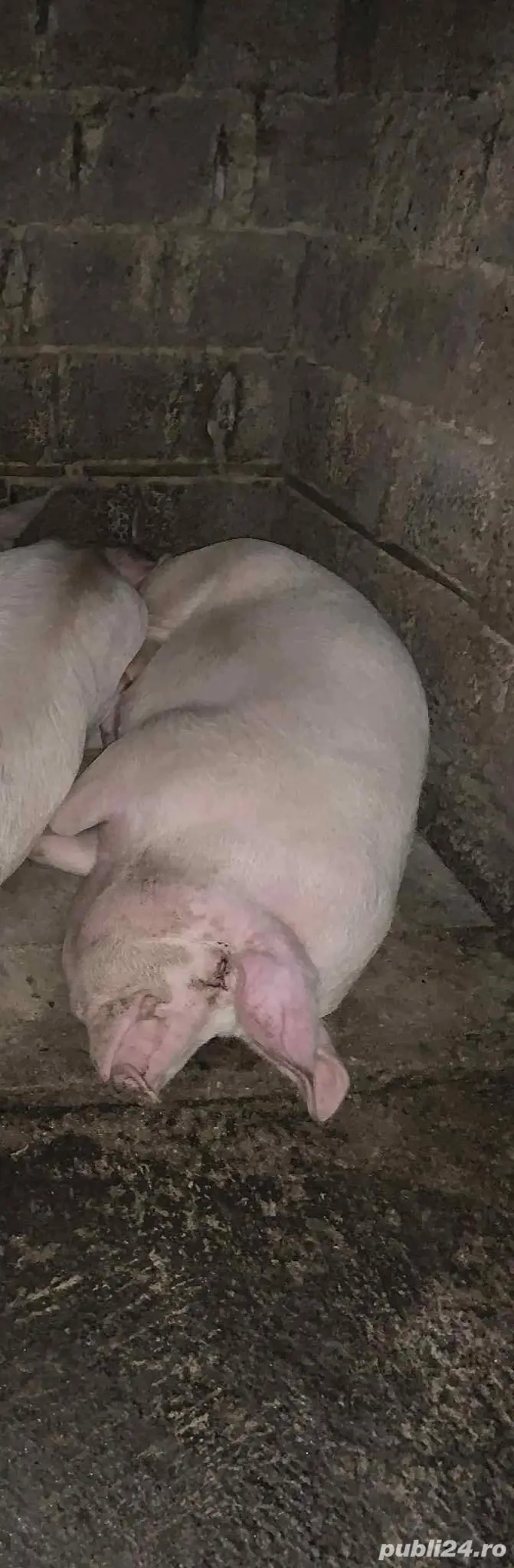 2 porci pentru sacrificat intre 150-200 kg