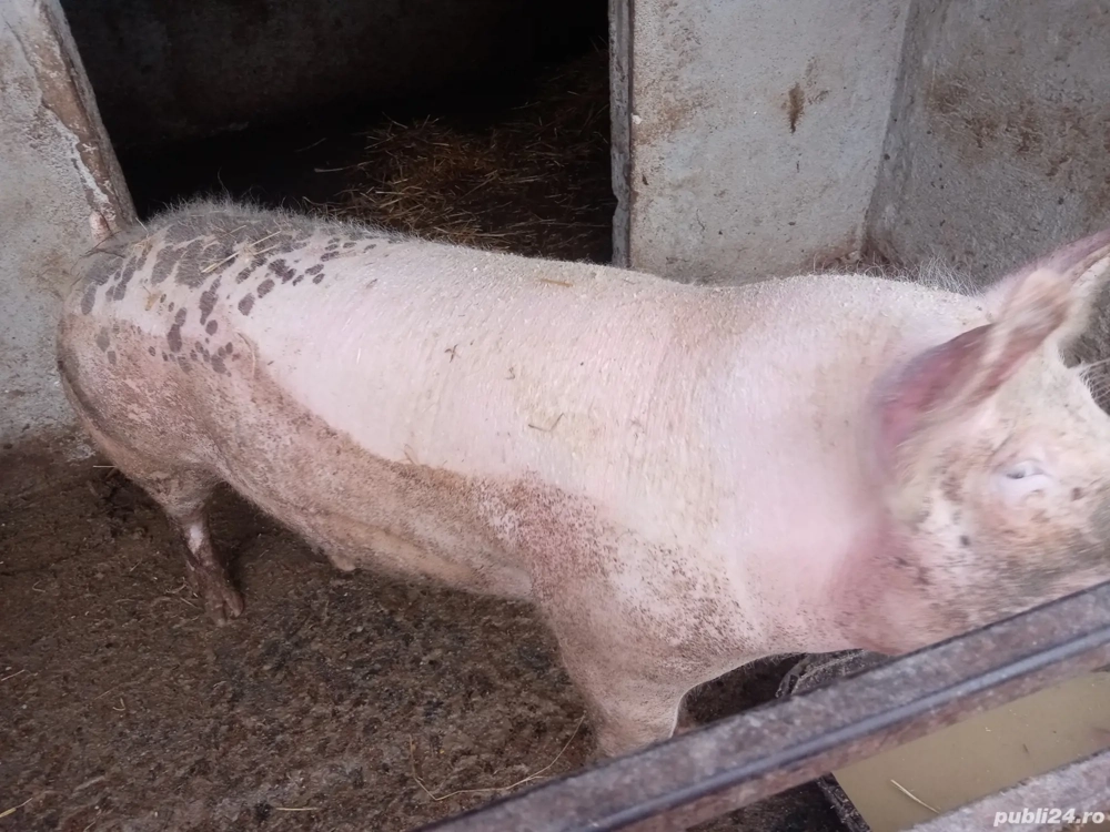 se vinde porc 120 kg