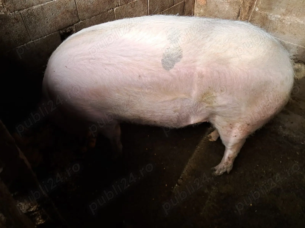 Vând porci pentru  craciun