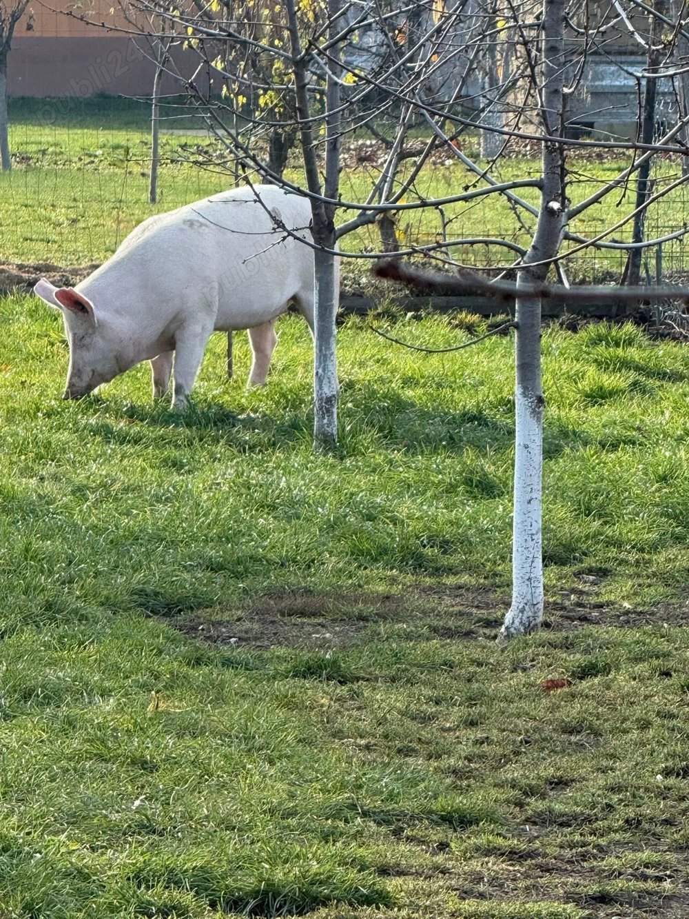 Vând carcasă de porc !
