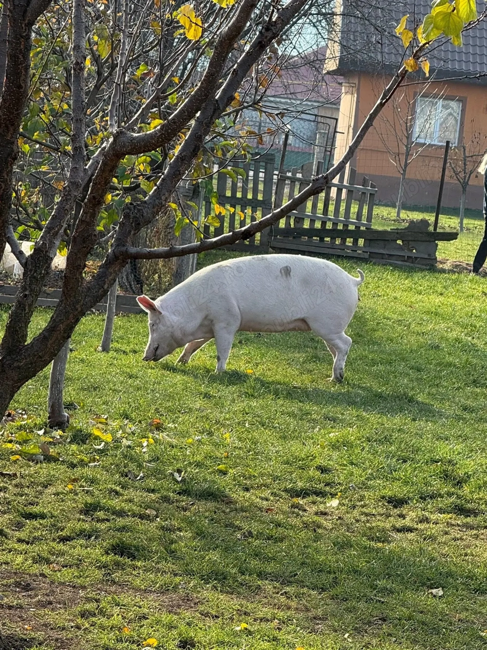 Porci crescuți în gospodărie! 
