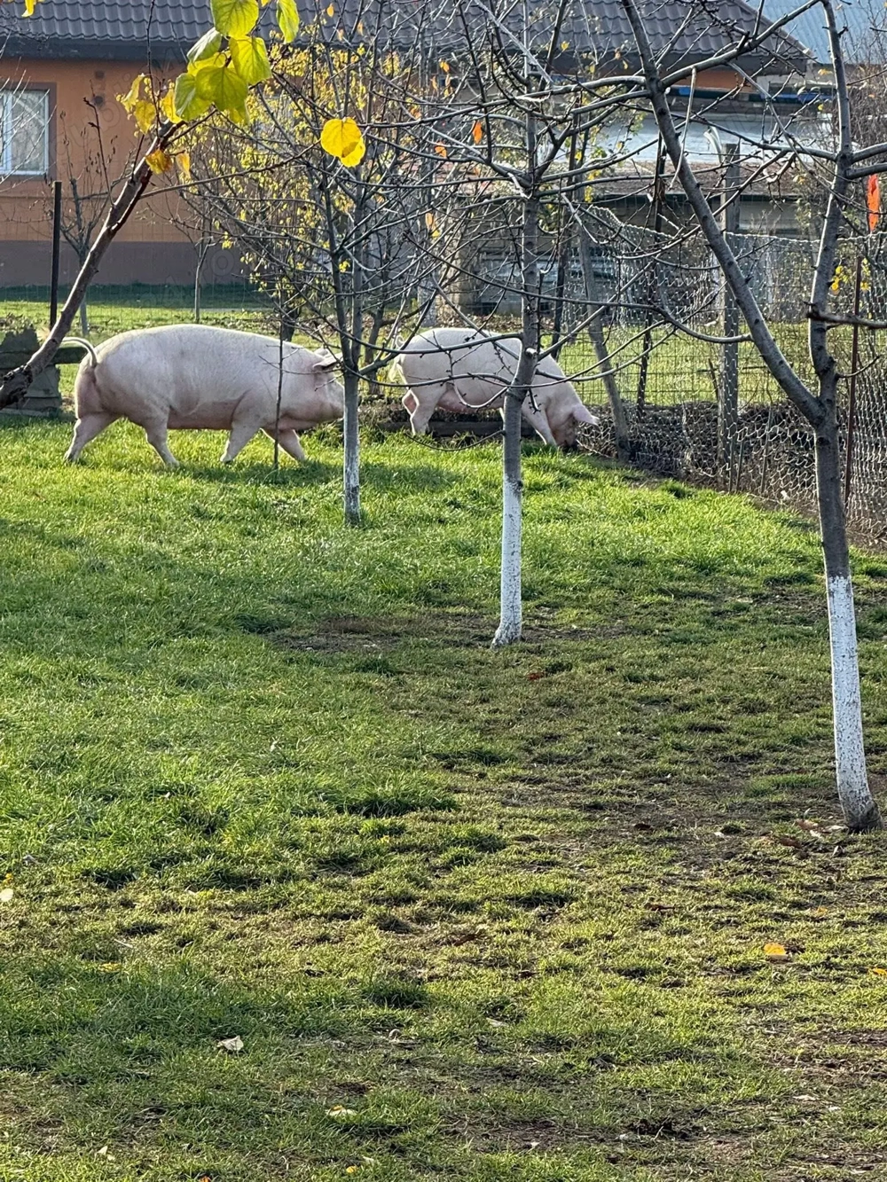 Porci de vânzare! Crescuți în gospodărie! 