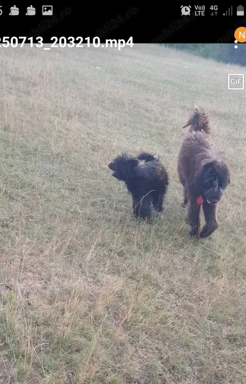 Vand cane ciobanesc corb crescut la oi.