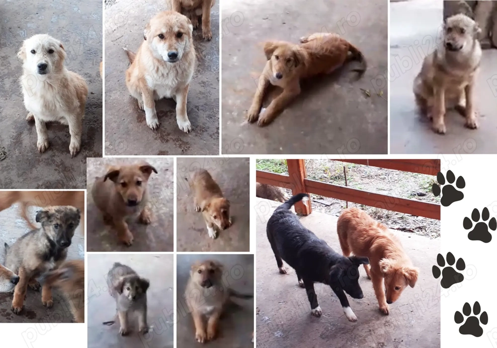 Căței de dat spre adopție - jucăuși și adorabili (Coteana, Olt)