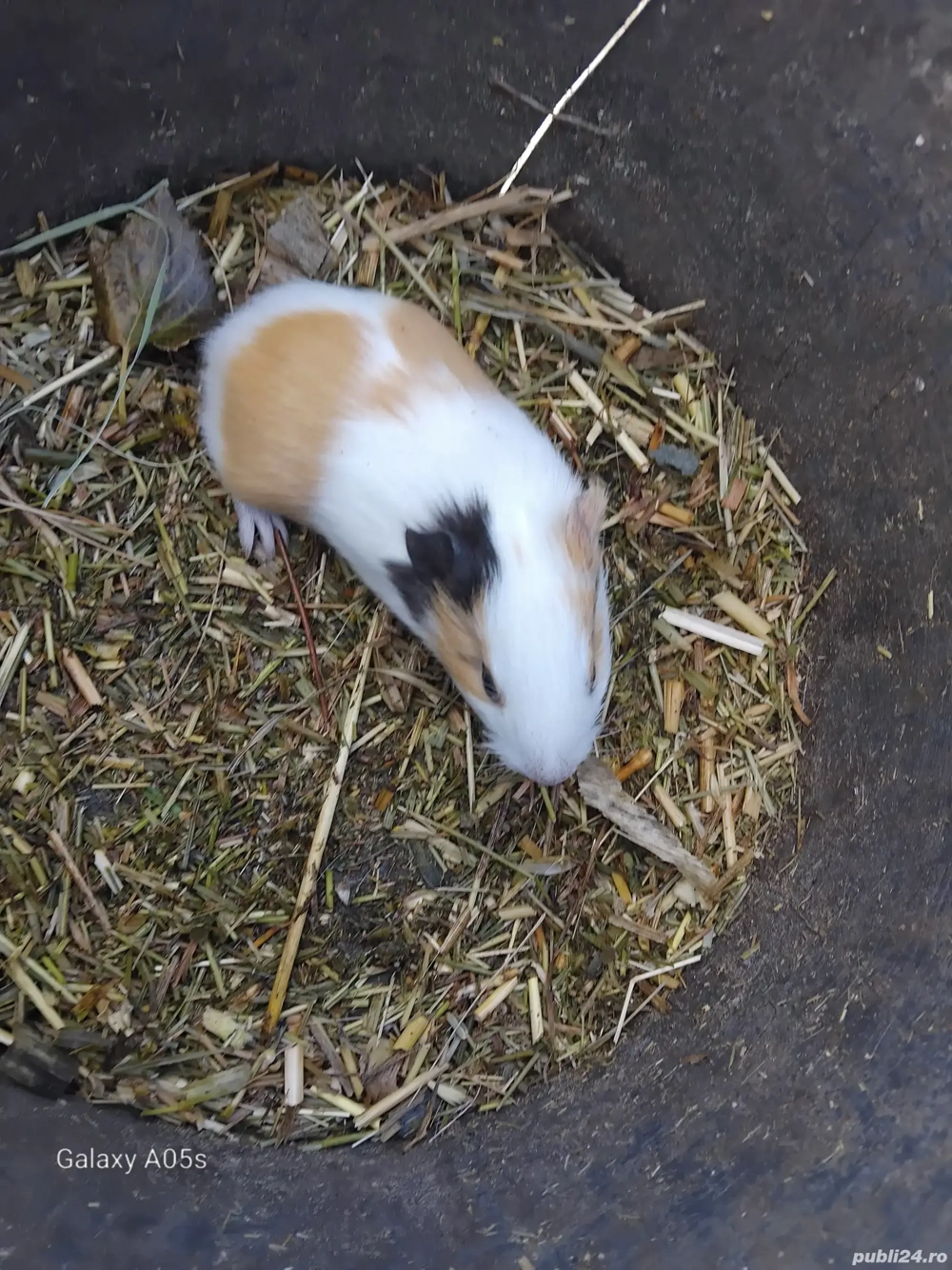 Am de vânzare o femelă de porcușor de guineea 