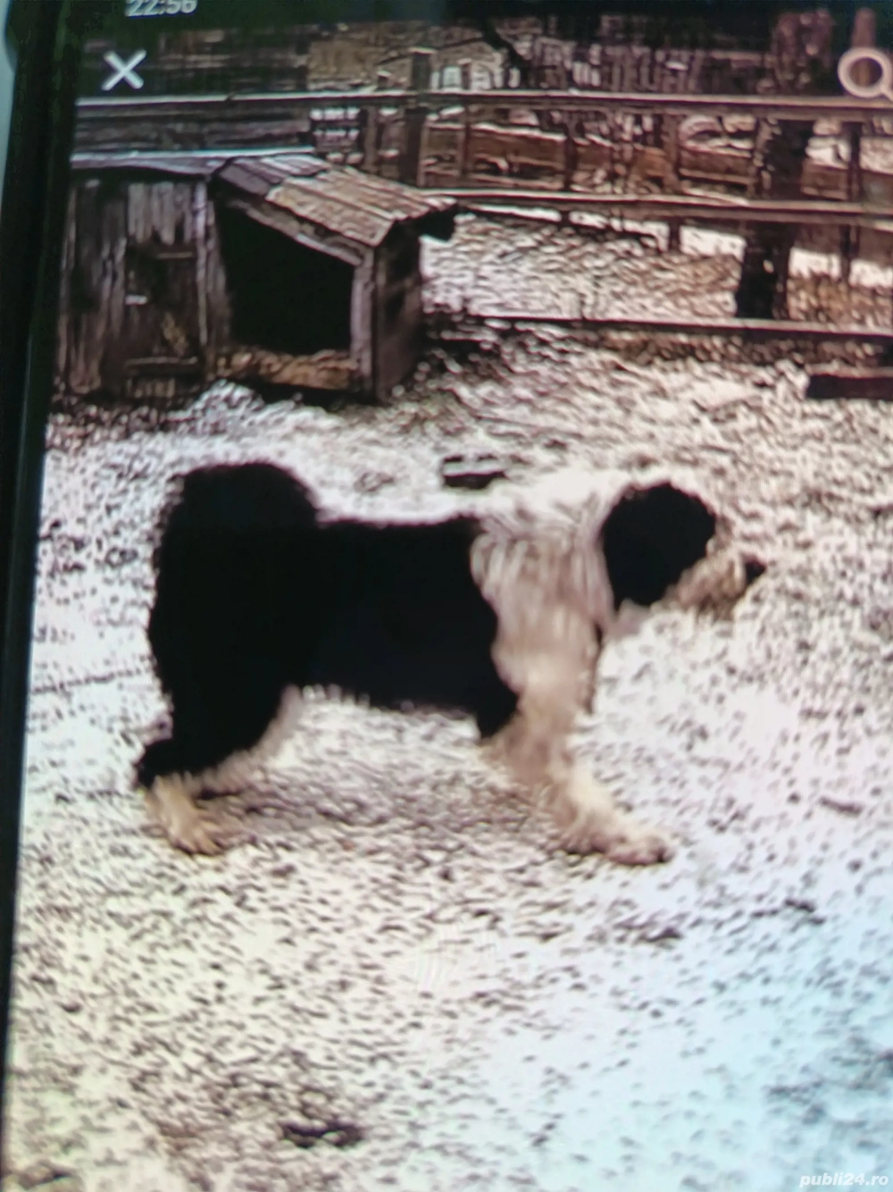 vînd cățea ciobănesc de 2 ani 