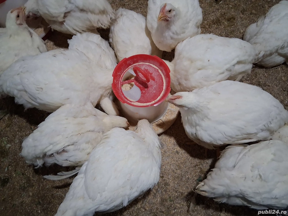 Vând pui albi de carne 