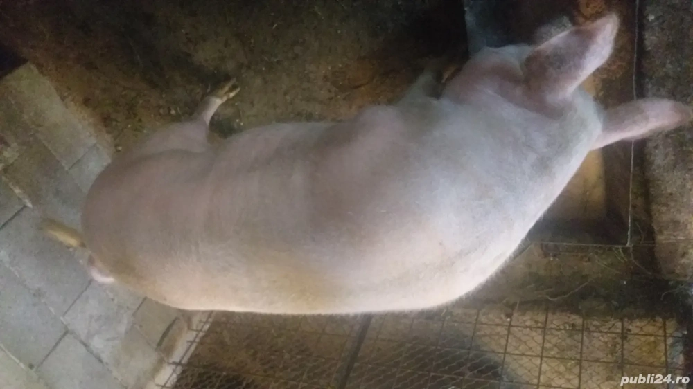 vand porc marele alb