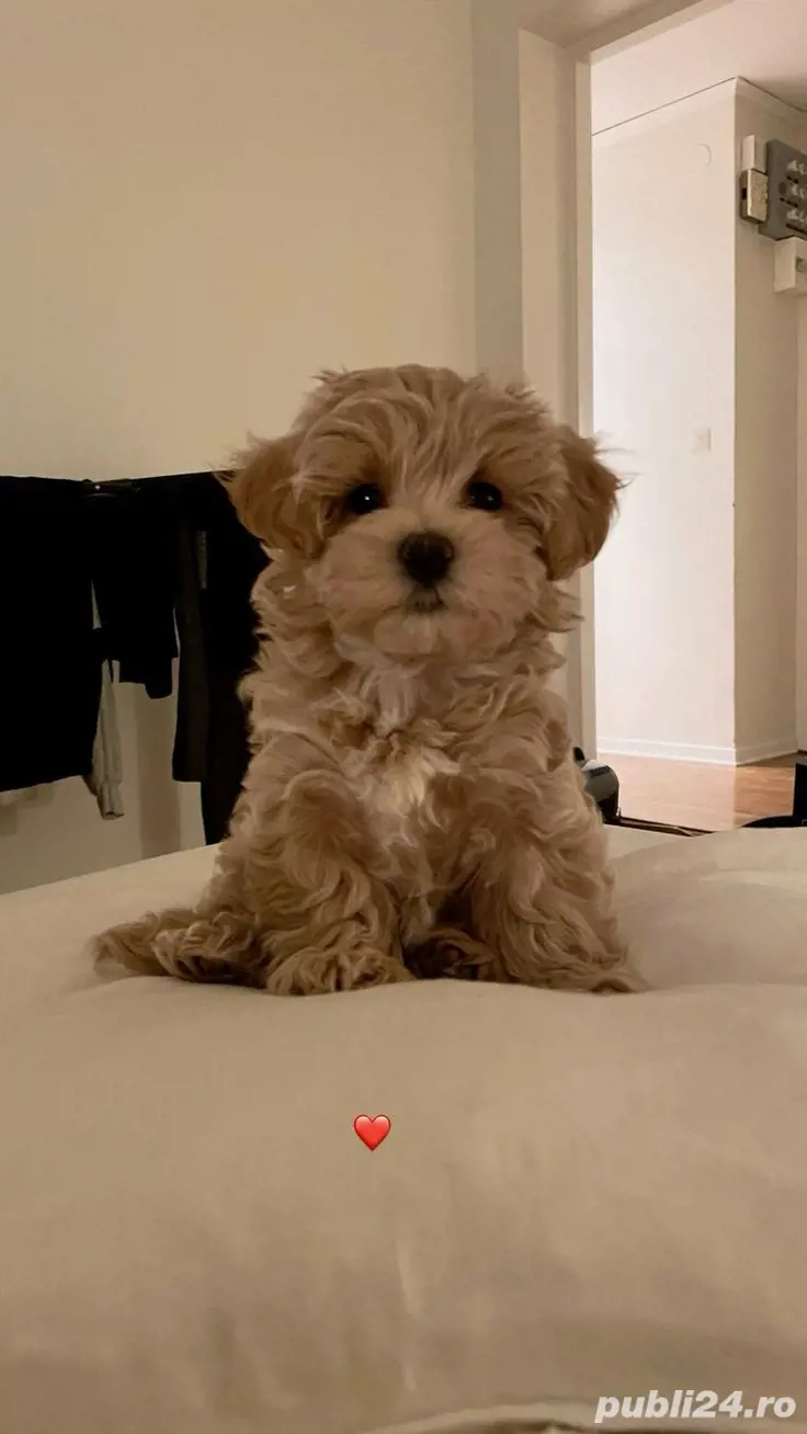 maltipoo poodle mini toy 