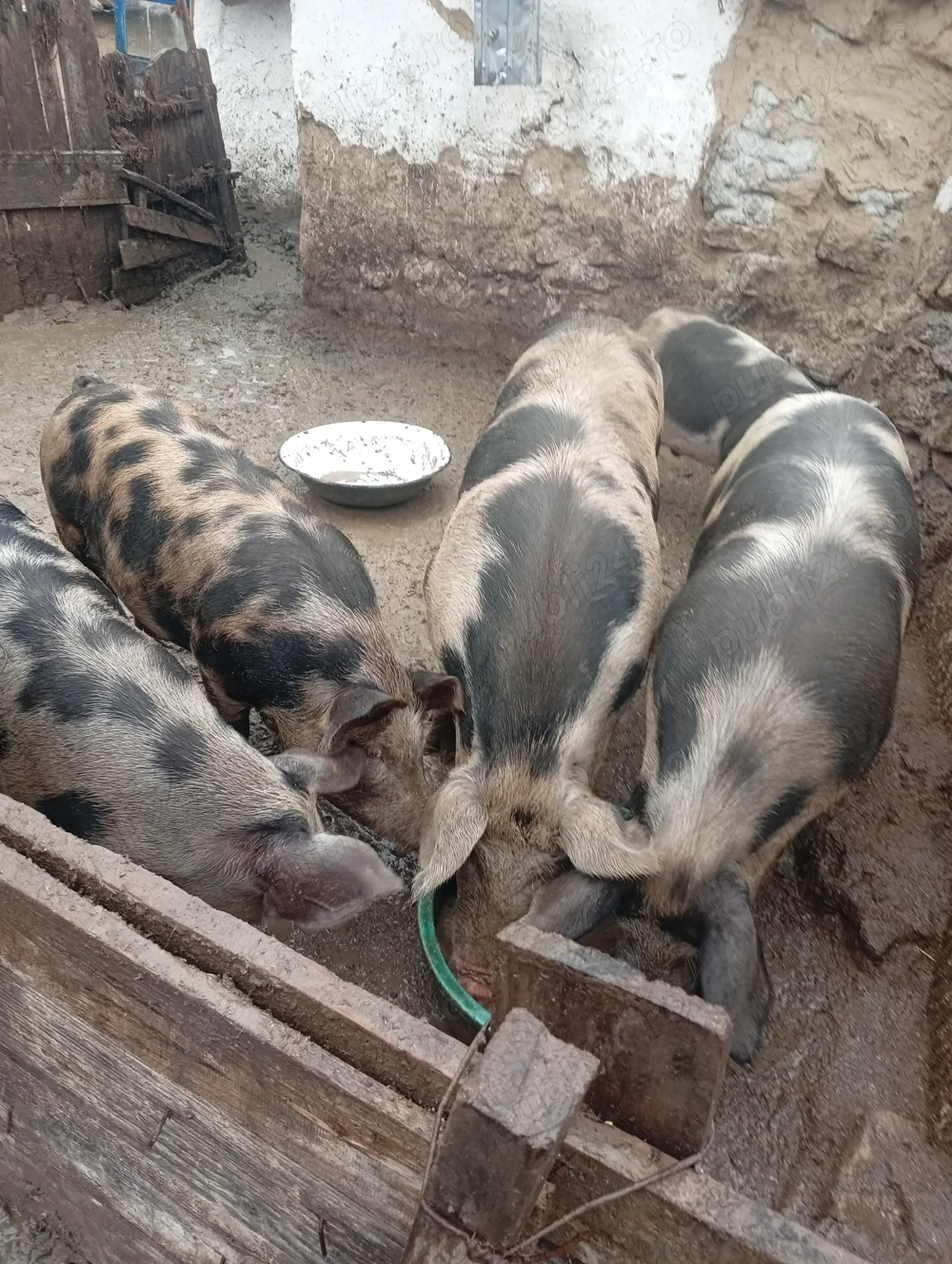 Vând porci dx rasa petrean crescuți natural