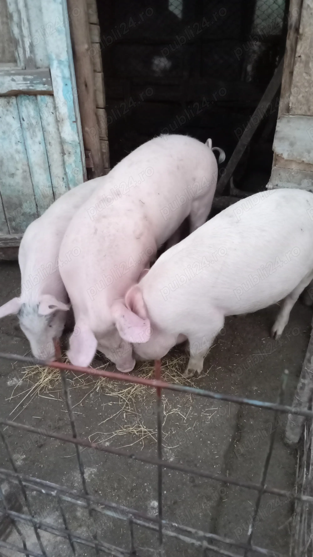 Porc castrat marele alb 